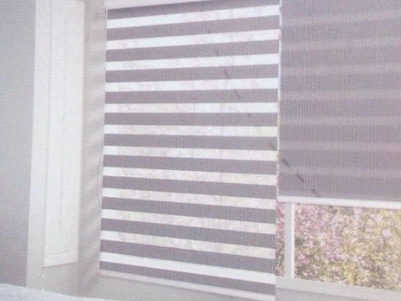 Zebra Ploma La Paz