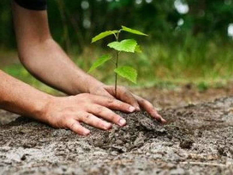SERVICIO DE MANEJO AMBIENTAL II Santa Cruz