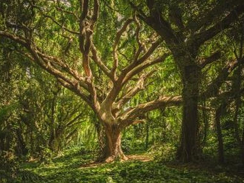 CUMPLIMIENTO AMBIENTAL Santa Cruz