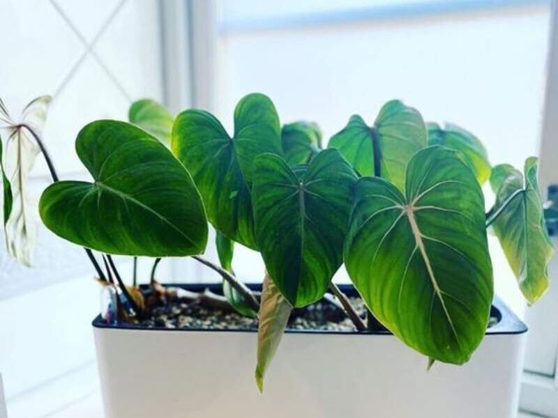 Cube Glossy Triple II Bolivia
