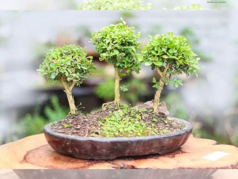  BONSAI Bolivia