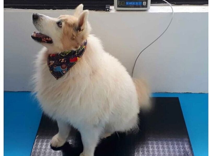 BALANZAS VETERINARIAS BOLIVIA