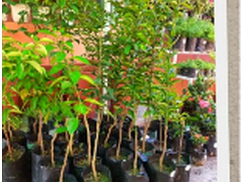Instalacion plantas citricos Bolivia