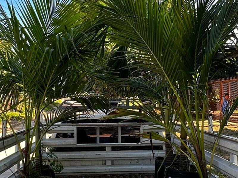 Plantas estilo palmeiros  Bolivia