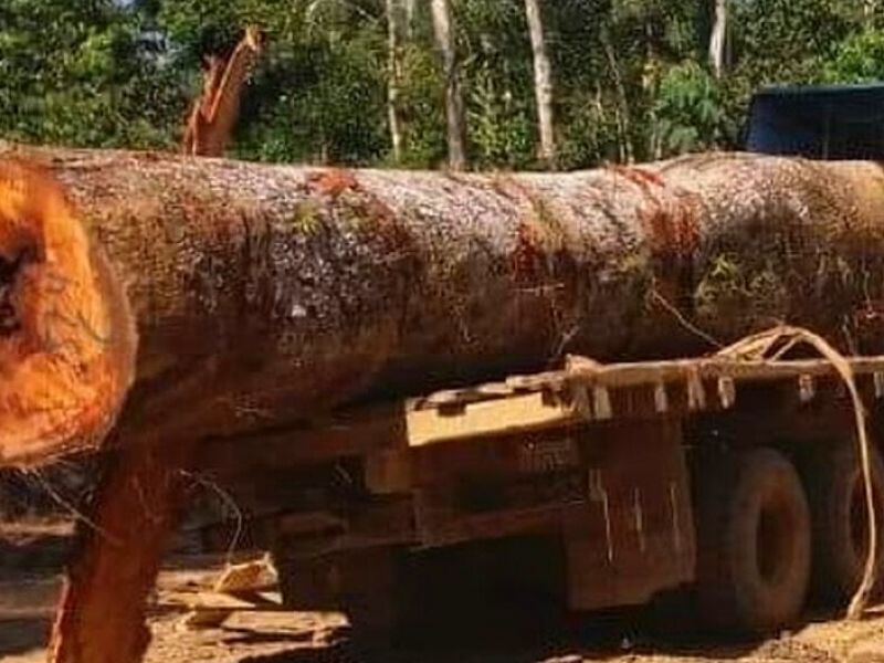 Madera calidad Bolivia