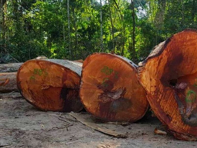 Madera natural Bolivia
