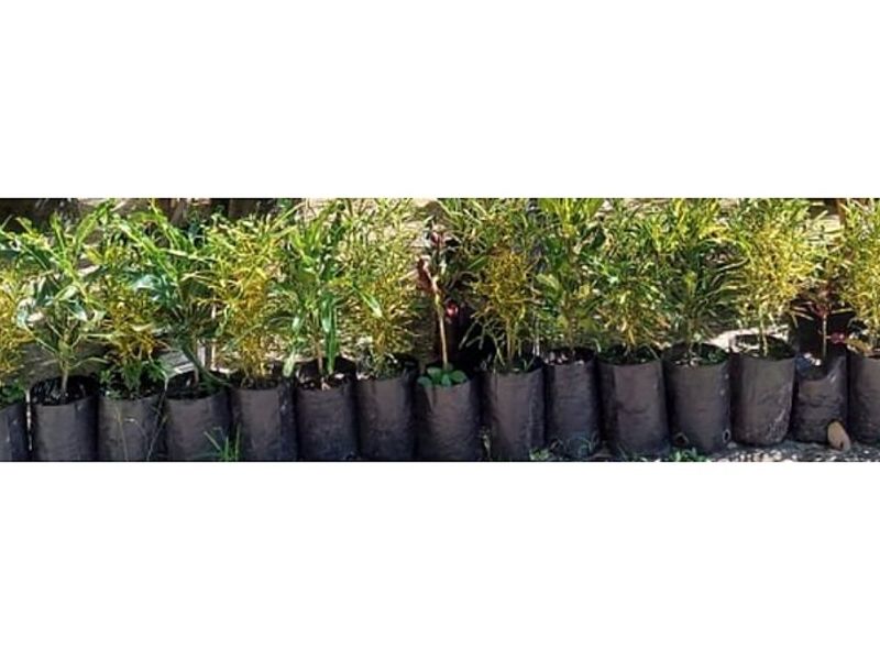 Plantas decorativas Bolivia