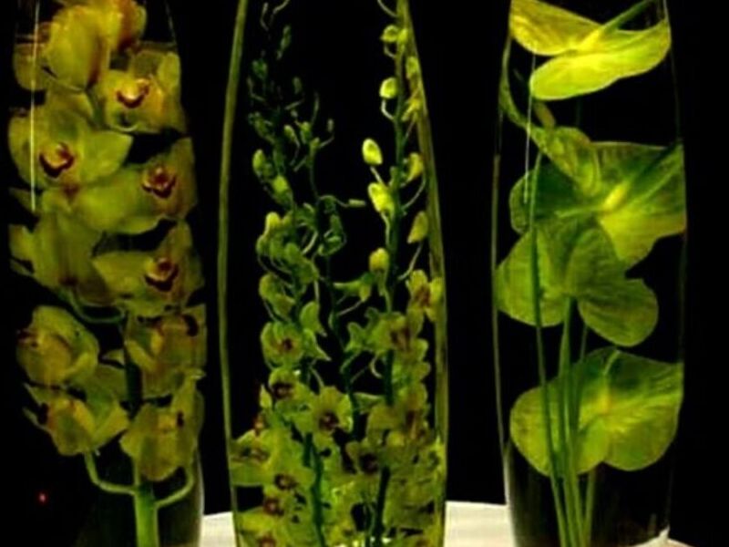 Velas Flotantes