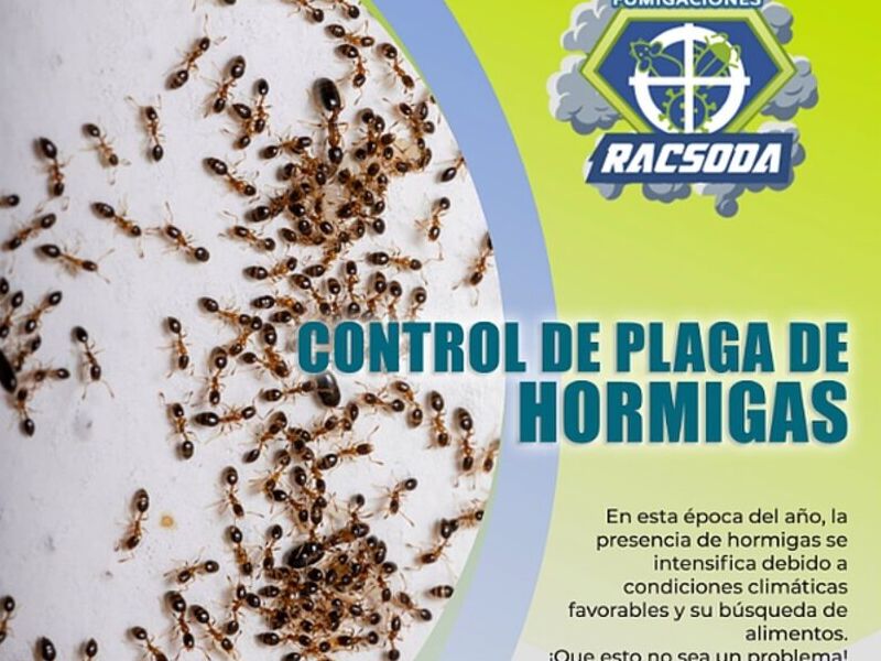 fumigadora hormigas Bolivia