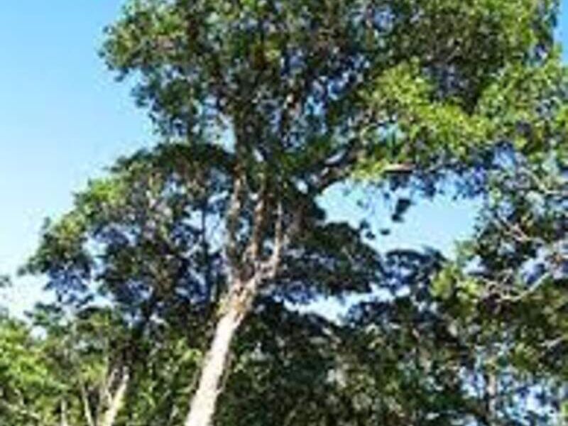 Plantines Palo María Bolivia