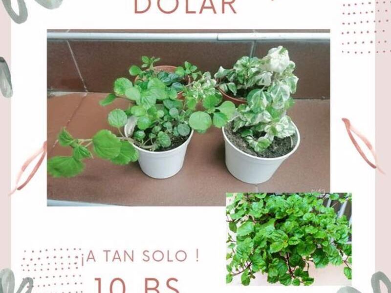 Dolar Bunny Bolivia 