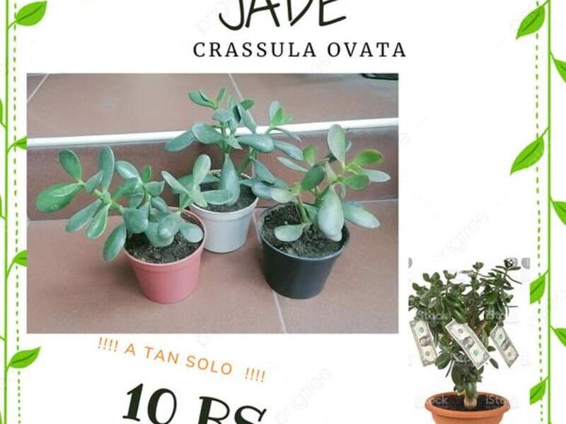 Jade Bolivia 
