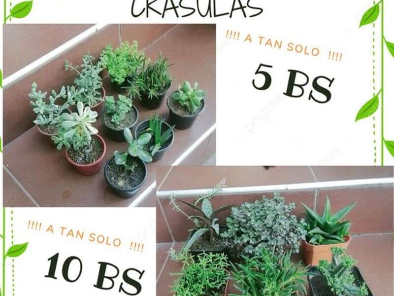 Crasulas Bolivia 