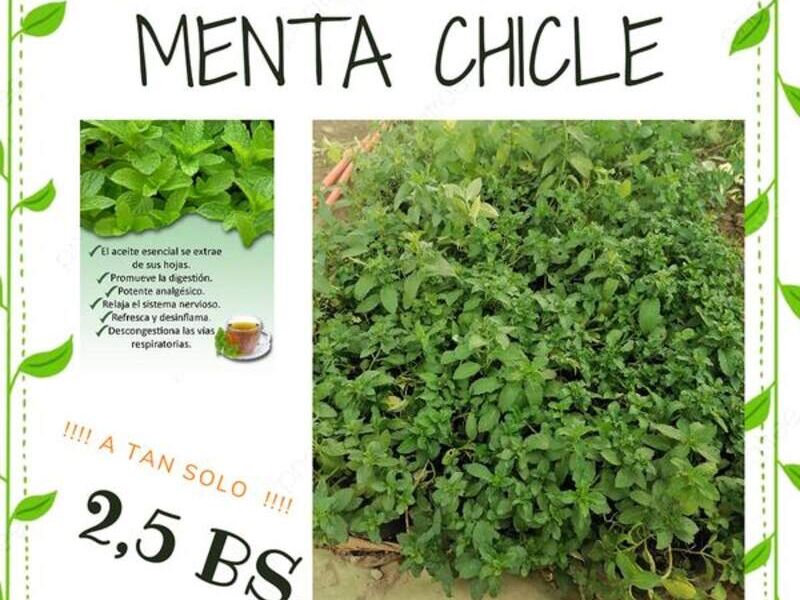 Menta Chicle Bolivia 