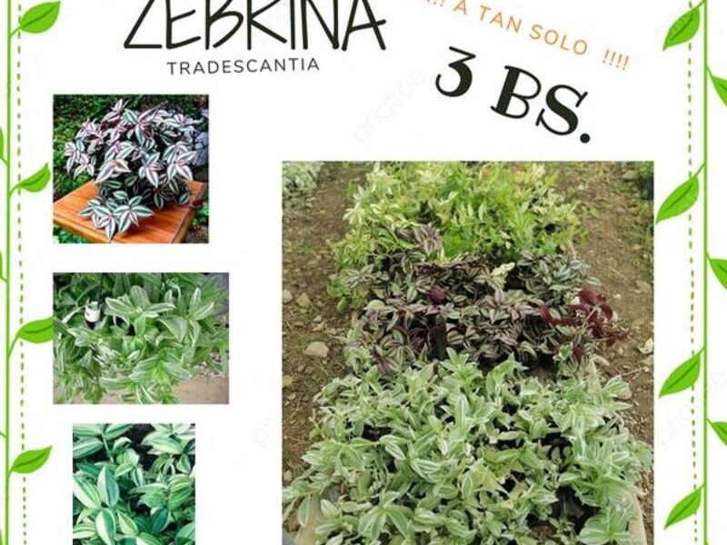 Zebrina Bolivia 