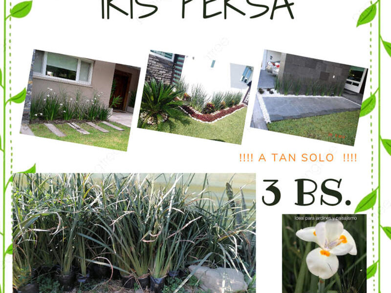 Iris persa Bolivia 