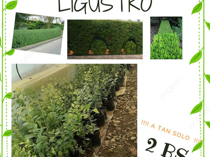 Ligustro Bolivia 