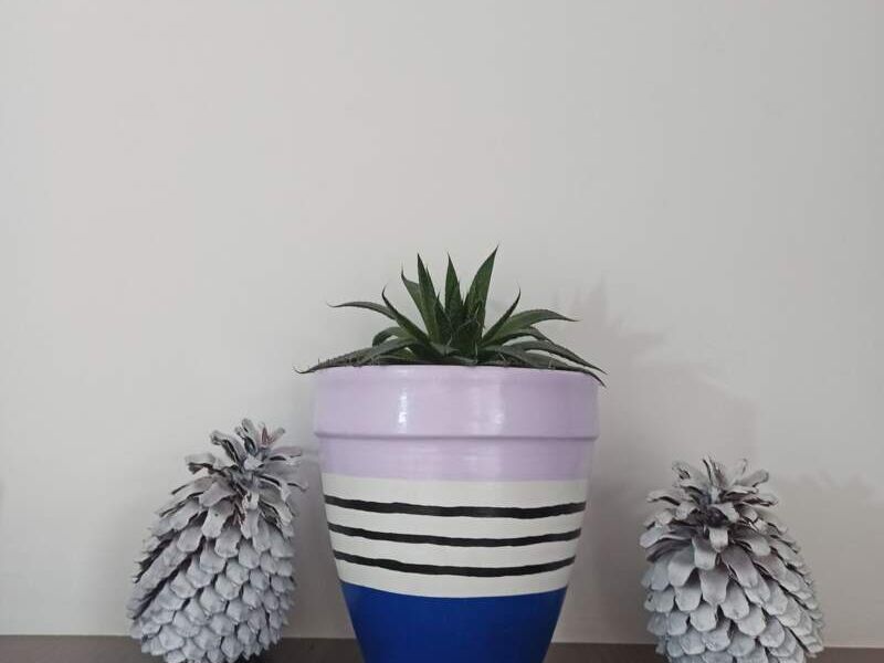 Aloe vera 2 Bolivia 