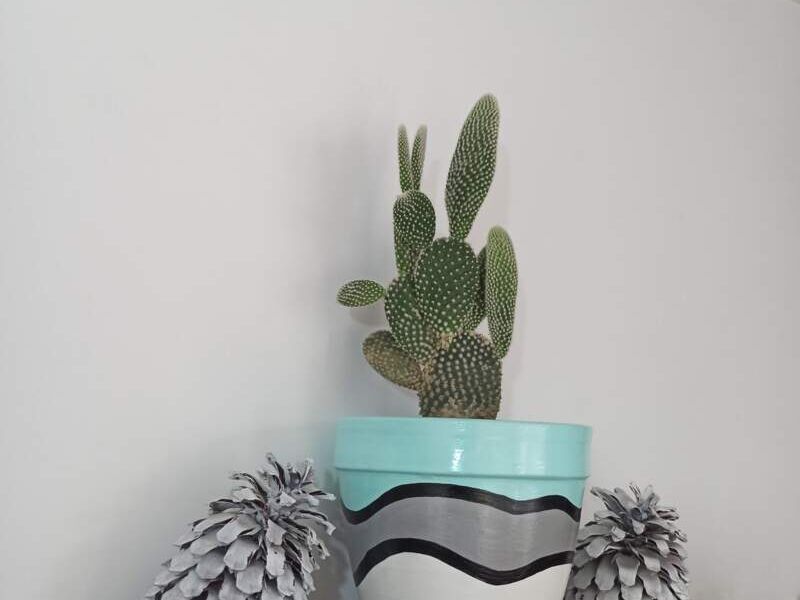 Mini cactus Bolivia 