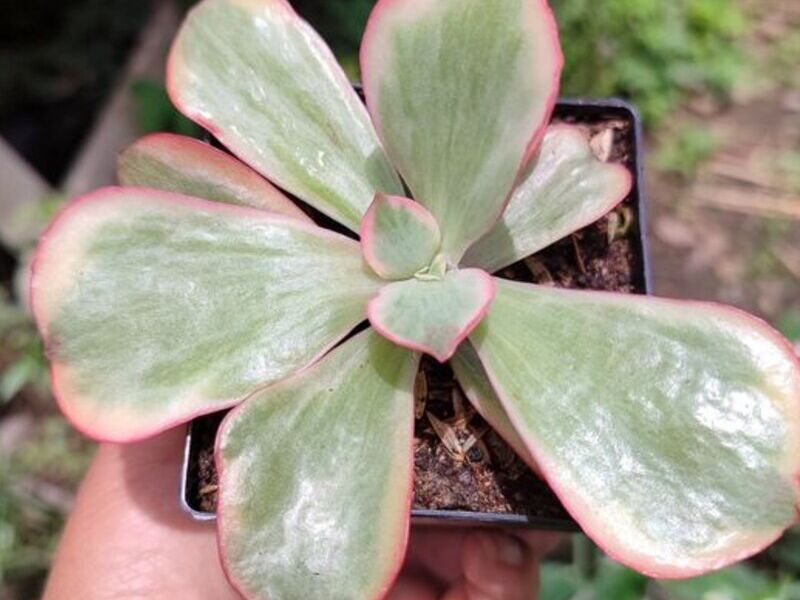 Suculenta 2 Bolivia 