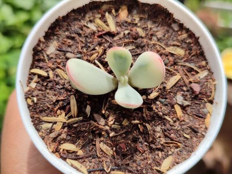 Suculenta 3 Bolivia 