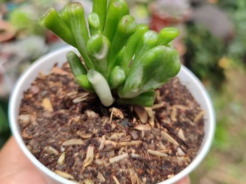 Suculenta 4 Bolivia 