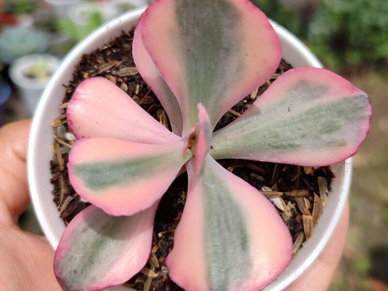 Gibbiflora variegada Bolivia 