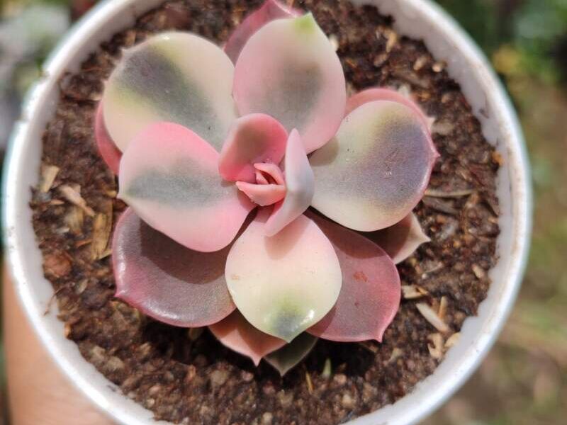 Echeveria rainbow Bolivia 