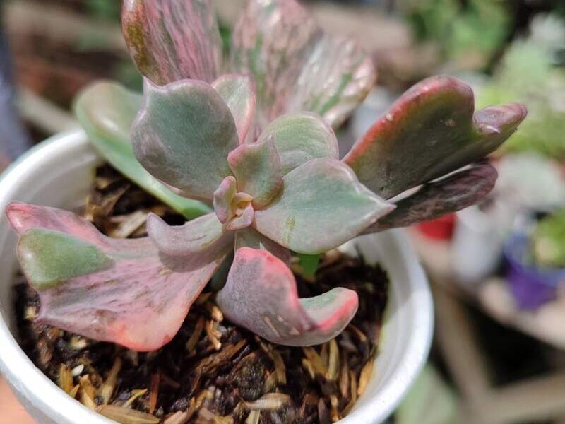 Echeveria Beyonce Bolivia 