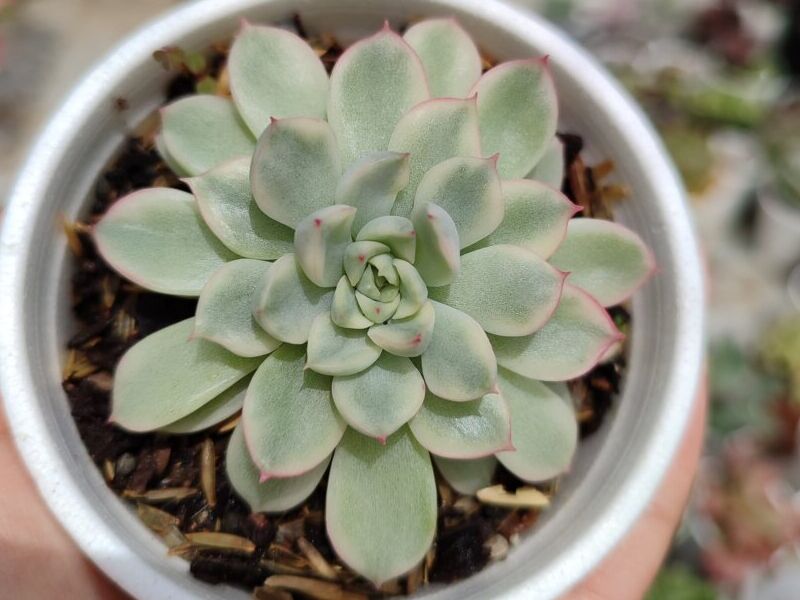 Mebina variegada Bolivia 