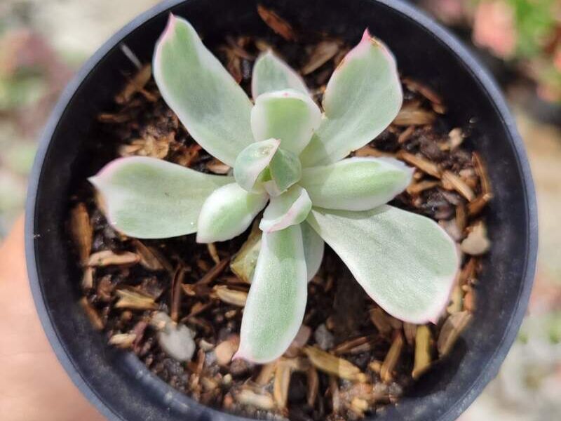 Echeveria berkeley variegada Bolivia 