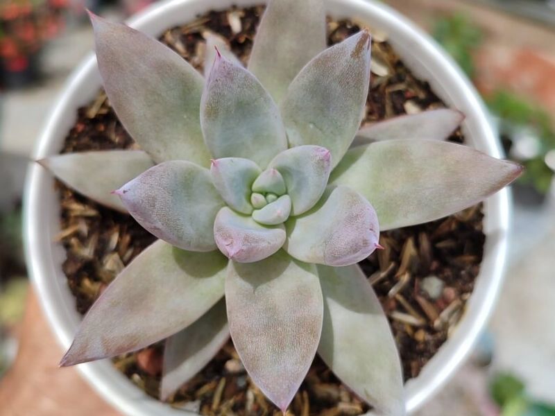 Echeveria mexican giant Bolivia 
