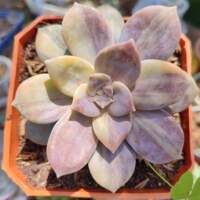 Plantas y suculentas IRIS