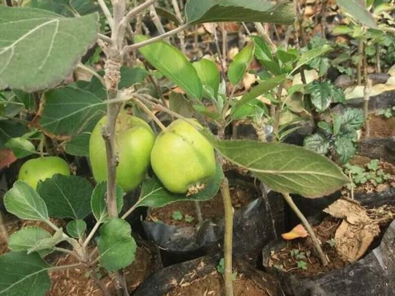 Manzano verde Bolivia 