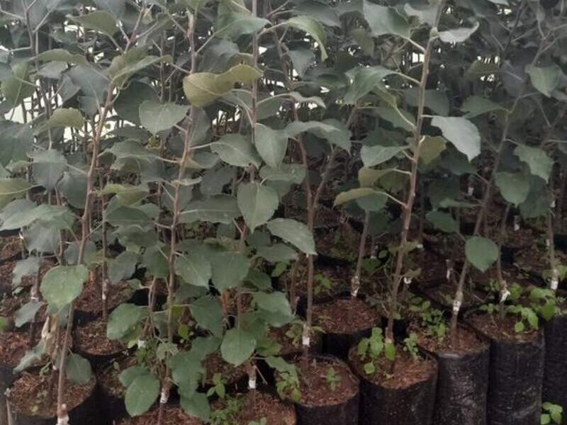 Plantines manzana Bolivia 