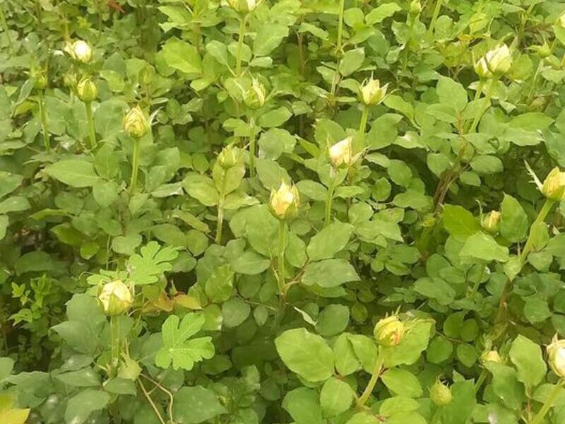 Rosa Champagne Bolivia 