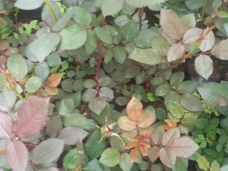 Rosa roja Bolivia 
