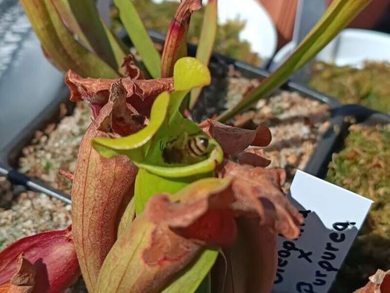 Purpera Bolivia 