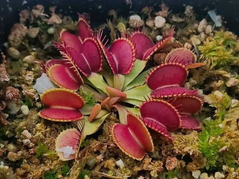 Dionaea muscipula Bolivia 