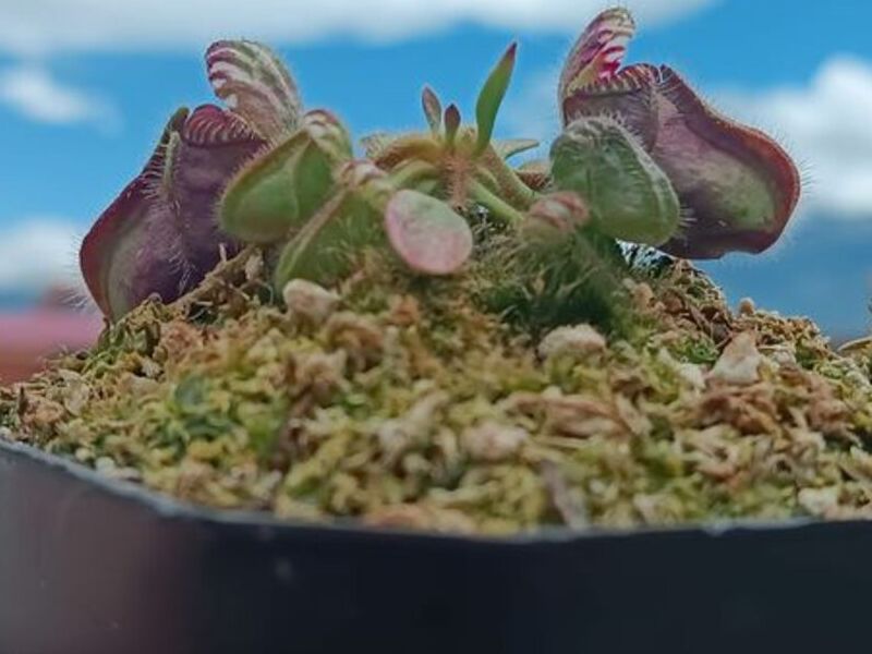 Cephalotus Follicularis Bolivia 
