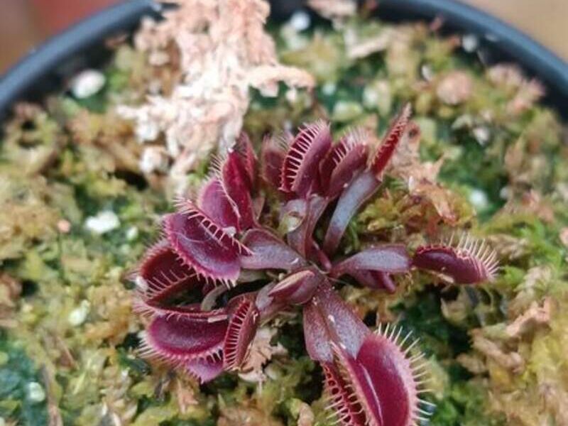 Red Dentate Bolivia 