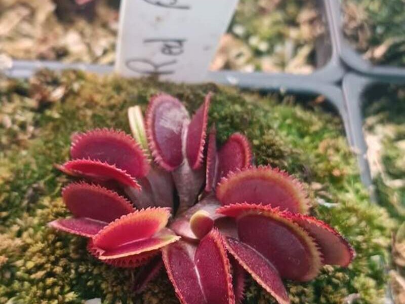 Red Piranha Bolivia 