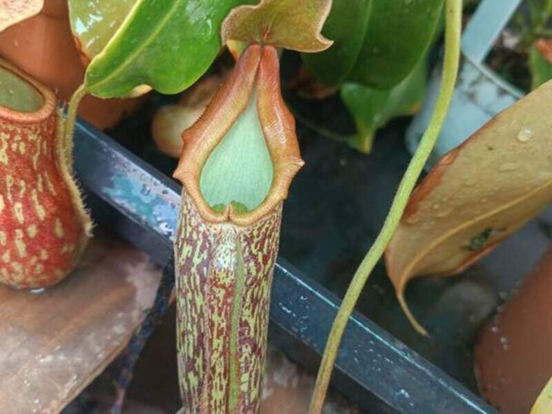 Nepenthes Máxima Bolivia 