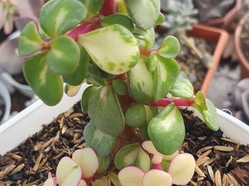 Suculenta 2 Bolivia 
