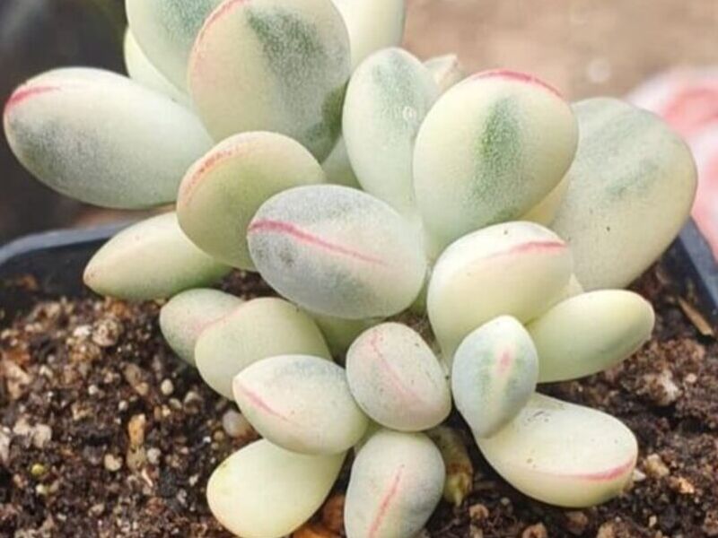Suculenta 3 Bolivia 