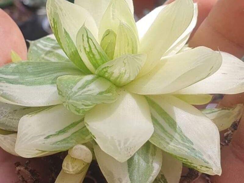 Suculenta 4 Bolivia 