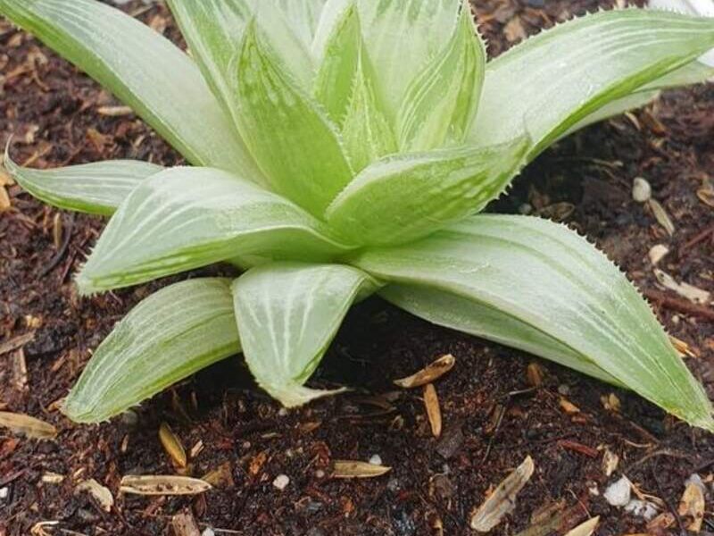 Suculenta 5 Bolivia 