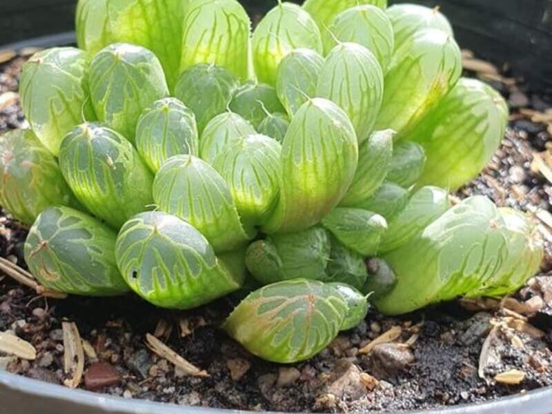 Suculenta 6 Bolivia 