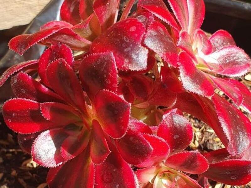 Aeonium Medusa Bolivia 