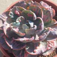 Plantas Lulú